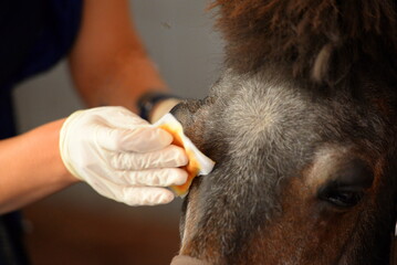 Behandlung eines Lymphoms am Pony Auge beim Tierarzt, Detail