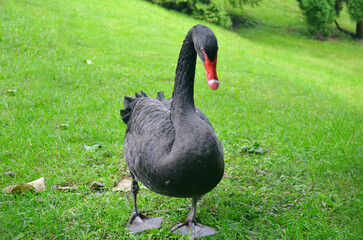   Portrait of black swan Cygnus Atratus  walking on green summer grass.