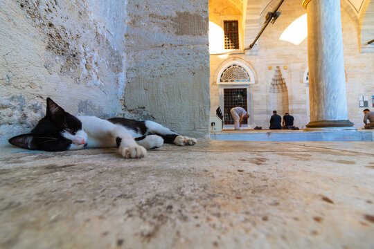 A stray cat sleeping in the courtyard of a mosque. Turkish islamic culture