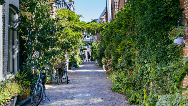 Flowers and plants in front of old city houses in Sint Jacobstraat the center of Alkmaar in North Holland in The Netherlands. The greenest street of Alkmaar..
