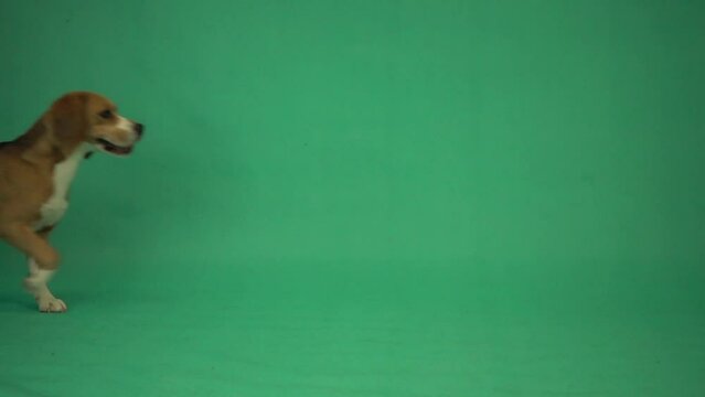 funny playful dog running on green screen