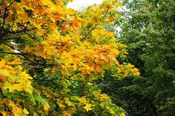 Autumn colors. Orange, yellow, red, and green leaves on a maple branch ripple in the wind.