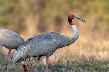 Fototapeta premium Closeup shot of a sarus crane standing against a blurred background of dry grass