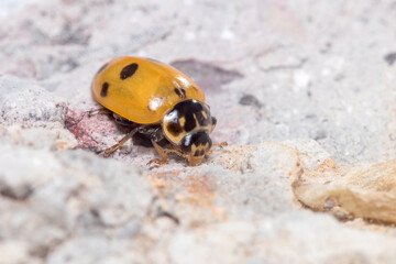 Seven-spot ladybird, Coccinella septempunctata, posed on a rock