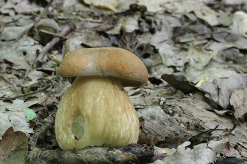 dziki grzyb w lesie mchu na drzewie