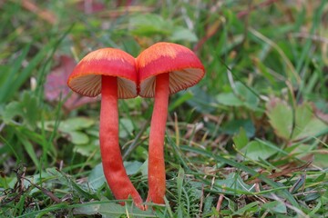 Fototapeta dziki grzyb w lesie mchu na drzewie obraz
