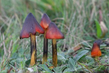 Fototapeta dziki grzyb w lesie mchu na drzewie obraz
