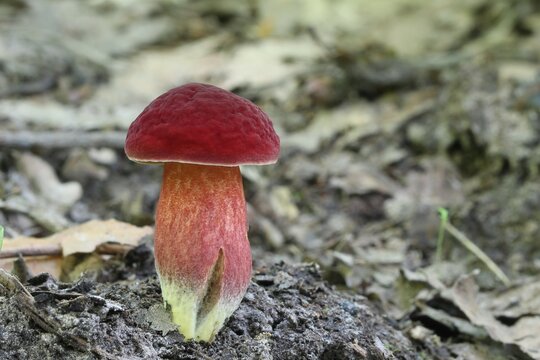 dziki grzyb w lesie mchu na drzewie