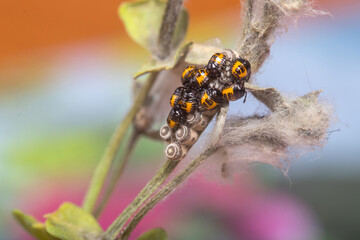 Newly born nymphs of Eurydema ventralis shield bug on a green plant under the sun