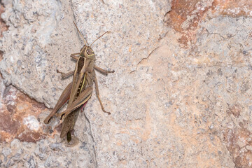 Lamenting grasshopper, Eyprepocnemis plorans, posed on a rock under the sun