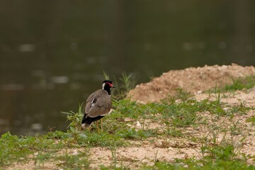 red-wattled lapwing (Vanellus indicus)