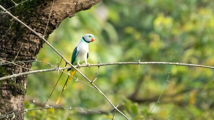 Malabar parakeet (Psittacula columboides)