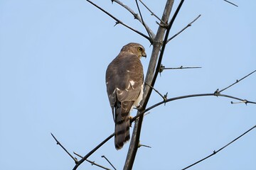 shikra (Accipiter badius)