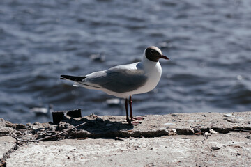 Seagull lurking at Perth habor Seeking food