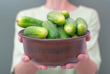 
A woman holds a clay plate with fresh cucumbers in her outstretched hands. Selective focus.