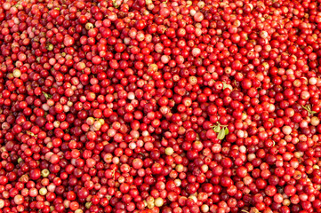 lingonberry texture. lingonberries of different ripeness