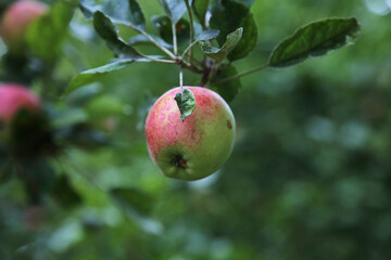 Organic apple higing on the branch of an apple tree, eco products
