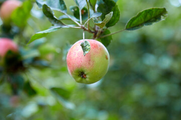 Organic apple higing on the branch of an apple tree, eco products