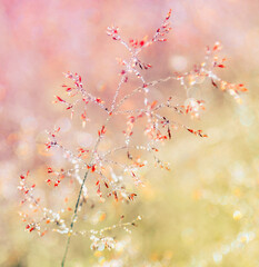 Morning dew on fresh grass in sunrise yellow light. Nature background. Shallow DOF. Purity and freshness of nature concept. Light blur, selective focus