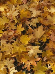Fallen maple leaves pattern. Aesthetic autumn background