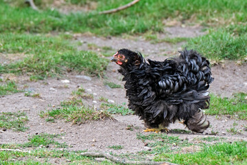 Seidenhuhn ( Gallus gallus domesticus ).