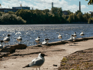 Nice seagull birds walking at habor area