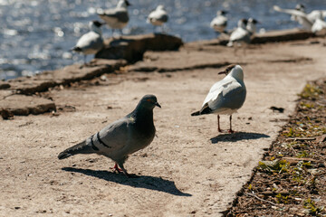 pigeon walking amobg seagulls birds on harbor port