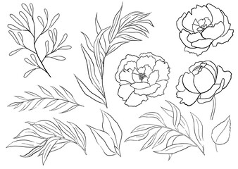 Watercolor black outline peony flowers and garden leaves illustration element - obrazy, fototapety, plakaty