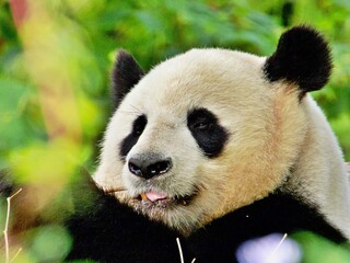 Nahaufnahme Pandabär