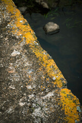 Naklejka na ściany i meble yellow moss on the rocks