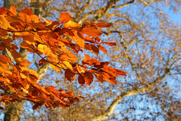 herbst gefärbte blätter am baum