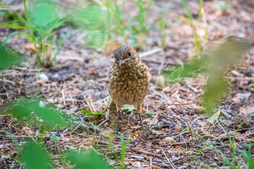 The common redstart, Phoenicurus phoenicurus, young bird, is sitting on a ground against a blurred background.