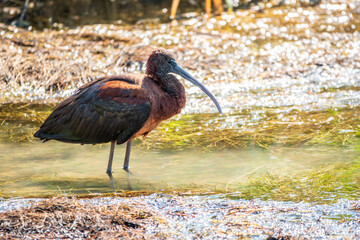 The glossy ibis, latin name Plegadis falcinellus, searching for food in the shallow lagoon.