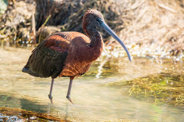 The glossy ibis, latin name Plegadis falcinellus, searching for food in the shallow lagoon.