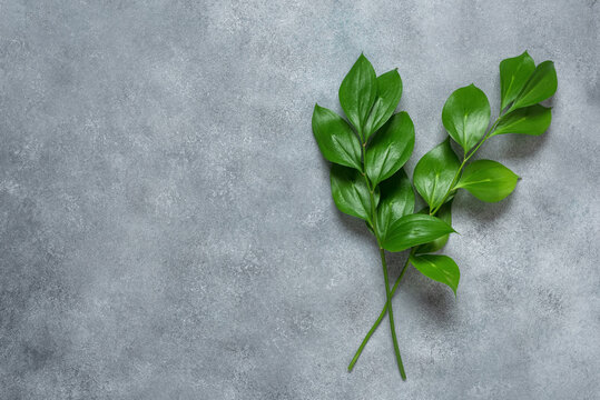Green ruscus leaves on a gray concrete background. Top view, flat lay.