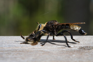 Yellow murder fly or yellow robber fly with a bumblebee as prey. Insect is sucked
