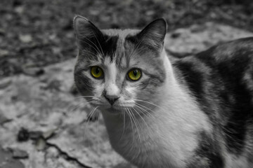 black and white cat portrait
