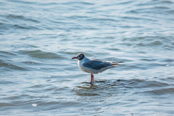 One seagull sits on a old sea pier. The European herring gull