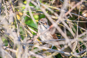 Juvenile Red-backed Shrike sitting on a tree branch.