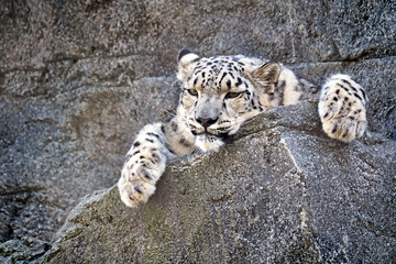 Schneeleopard ( Panthera uncia ).