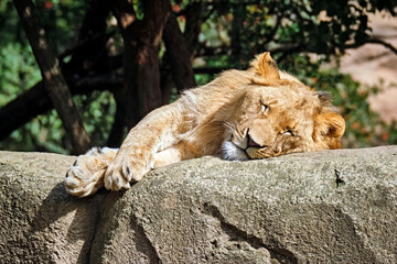 Löwe ( Panthera leo ).