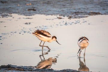 Two Water birds pied avocet, Recurvirostra avosetta, standing in the water in pink sunset light. The pied avocet is a large black and white wader with long, upturned beak