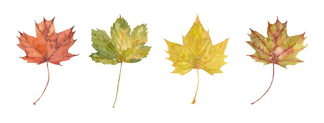 Four watercolor  autumn maple leaves. Set of yellow, orange, red and green leaves. Hand-drawn art for greeting cards, invitations and interior decoration. Isolated illustration on white background.