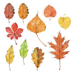 Watercolor autum set. Hand-drawn oak, birch, maple and ash leaves.  Art for greeting cards, invitations and interior decoration. Artistic illustration on white background.