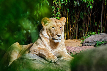 Naklejka na ściany i meble Löwe ( Panthera leo ).