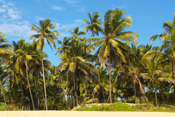 Fototapeta na wymiar Paradise tropical beach - palm trees and golden sand against a blue sky. Jungle on the coast in India.