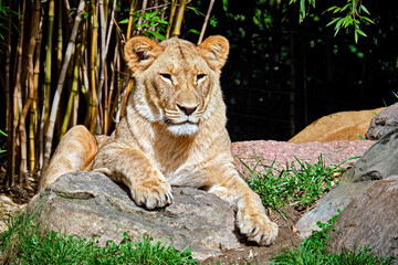 Löwe ( Panthera leo ).