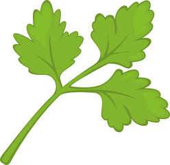 Parsley Herb Spice. Vector illustration