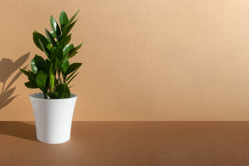 Home plant zamioculcas in a white pot on a beige and brown background. The concept of minimalism. Houseplants in a modern interior.	