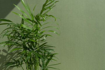 Decorative hamedorea or Areca palm in the sun on a green background. The concept of minimalism. Houseplants in a modern interior. Selective focus.